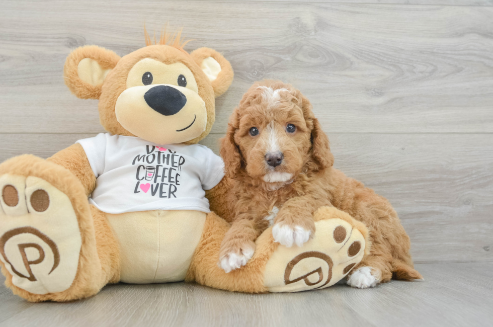 5 week old Mini Goldendoodle Puppy For Sale - Pilesgrove Pups