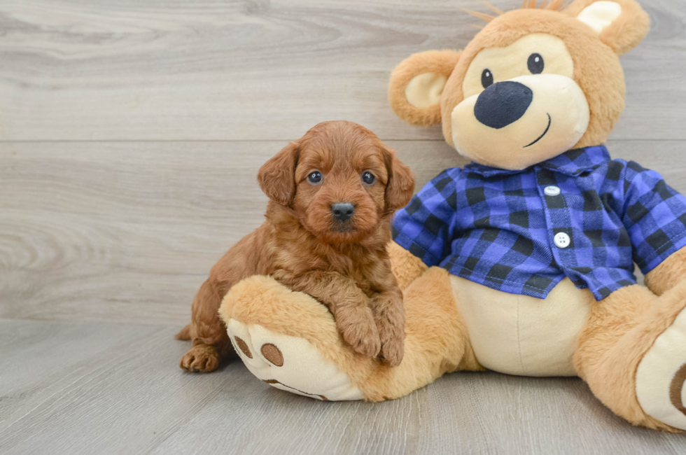 6 week old Mini Goldendoodle Puppy For Sale - Pilesgrove Pups