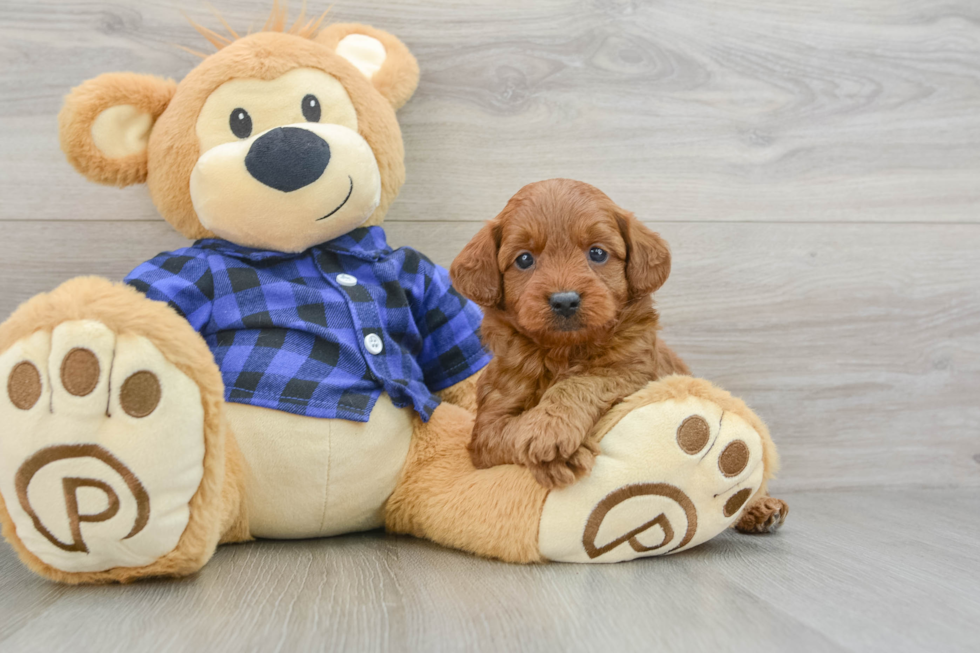 Mini Goldendoodle Pup Being Cute