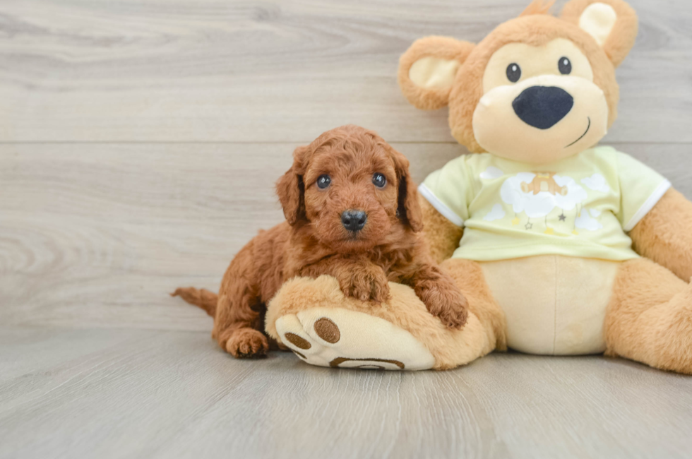 5 week old Mini Goldendoodle Puppy For Sale - Pilesgrove Pups