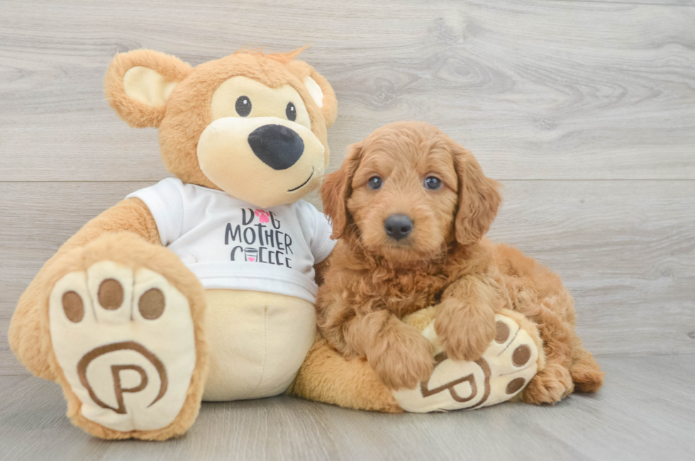 6 week old Mini Goldendoodle Puppy For Sale - Pilesgrove Pups
