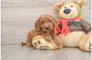 Sweet Mini Goldendoodle Baby