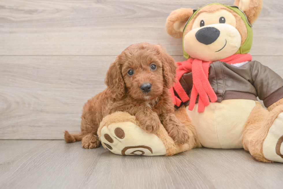 Sweet Mini Goldendoodle Baby