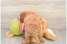 Friendly Mini Goldendoodle Baby
