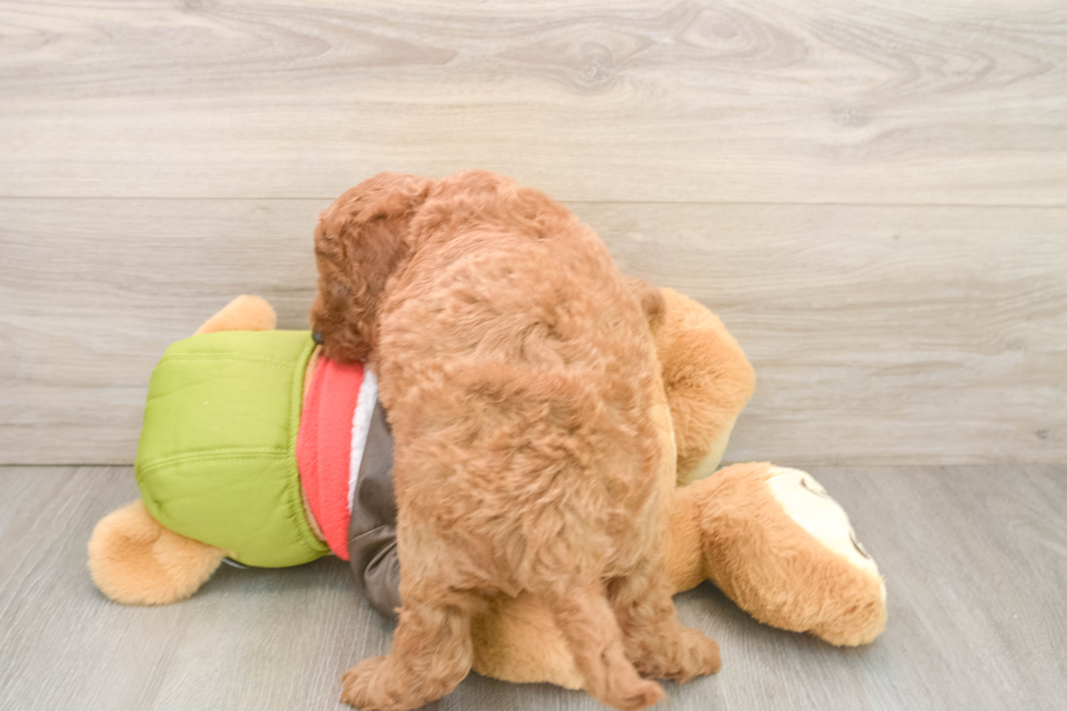 Friendly Mini Goldendoodle Baby