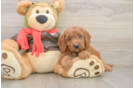 Best Mini Goldendoodle Baby