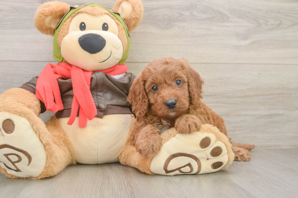 Best Mini Goldendoodle Baby