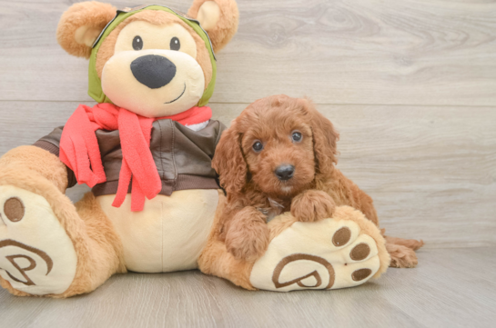Best Mini Goldendoodle Baby