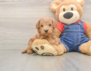 5 week old Mini Goldendoodle Puppy For Sale - Pilesgrove Pups