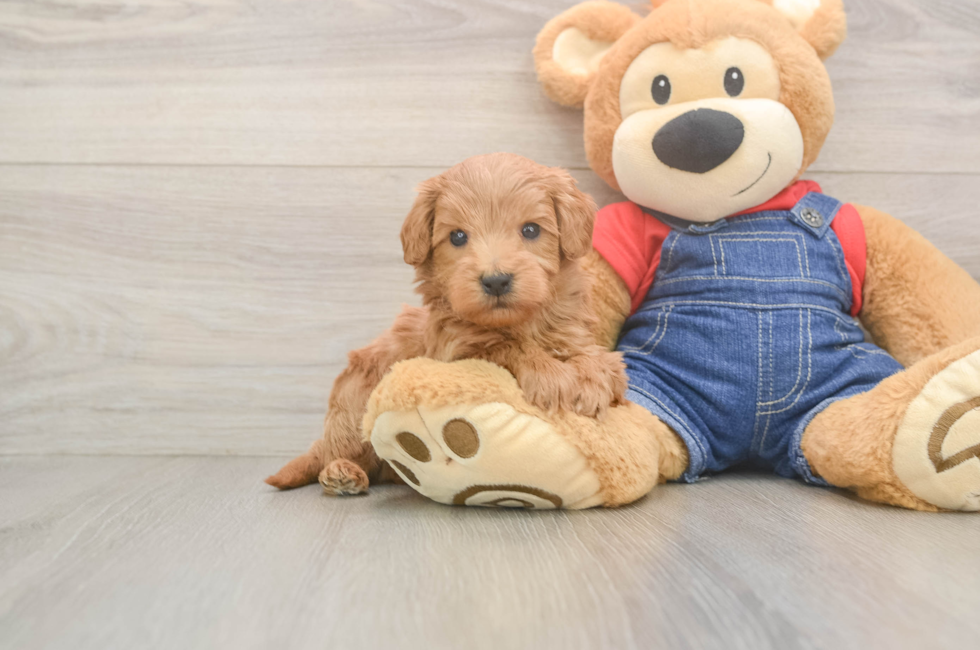 5 week old Mini Goldendoodle Puppy For Sale - Pilesgrove Pups