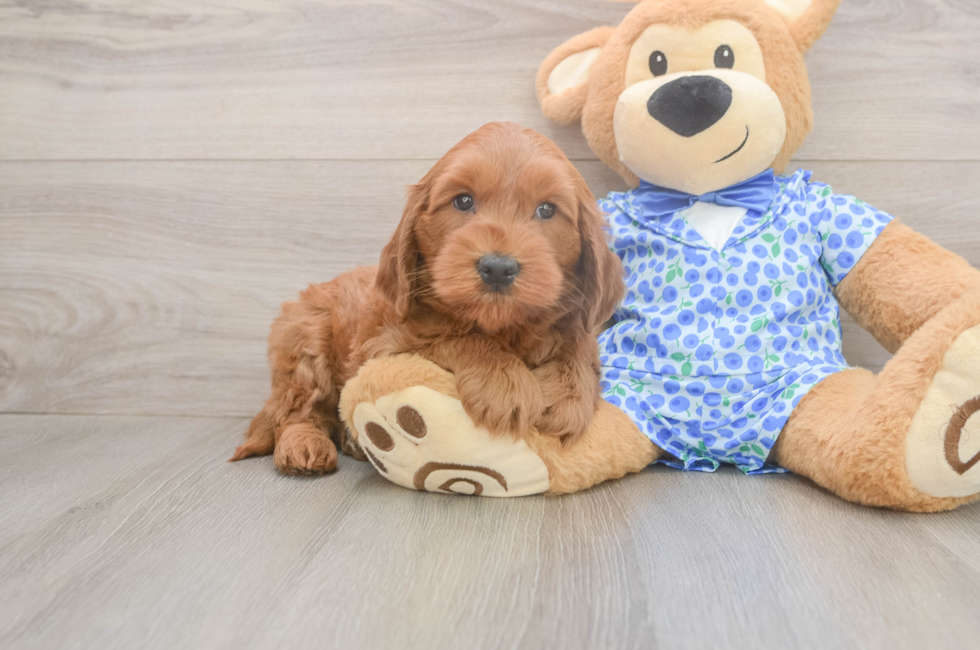 6 week old Mini Goldendoodle Puppy For Sale - Pilesgrove Pups