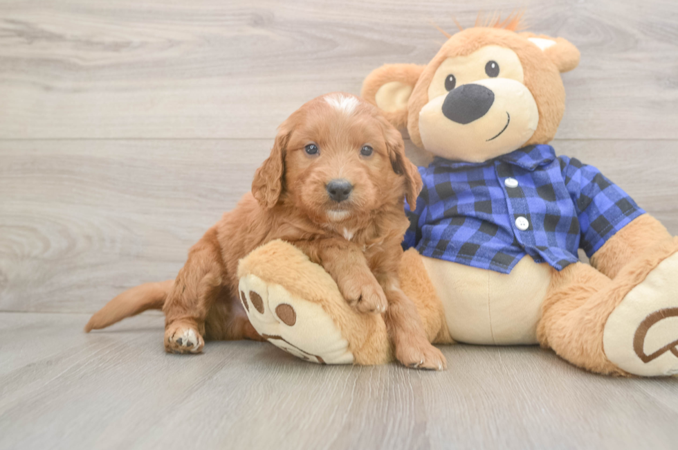 5 week old Mini Goldendoodle Puppy For Sale - Pilesgrove Pups
