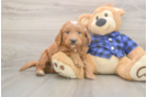 Meet Baker - our Mini Goldendoodle Puppy Photo  1/3 - Pilesgrove Pups Mini Goldendoodle Pup Being Cute