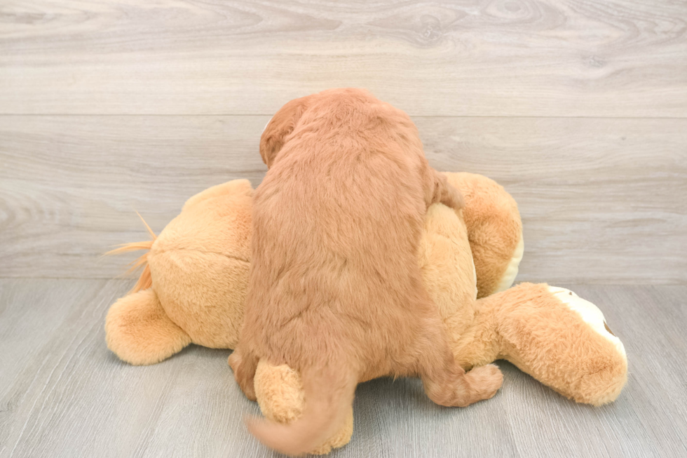 Meet Baker - our Mini Goldendoodle Puppy Photo  3/3 - Pilesgrove Pups Best Mini Goldendoodle Baby