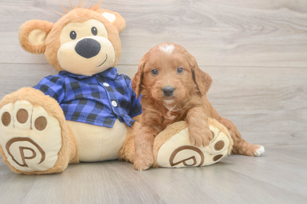 Meet Baker - our Mini Goldendoodle Puppy Photo  2/3 - Pilesgrove Pups Funny Mini Goldendoodle Poodle Mix Pup