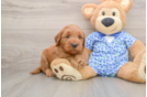 Mini Goldendoodle Pup Being Cute