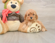 7 week old Mini Goldendoodle Puppy For Sale - Pilesgrove Pups