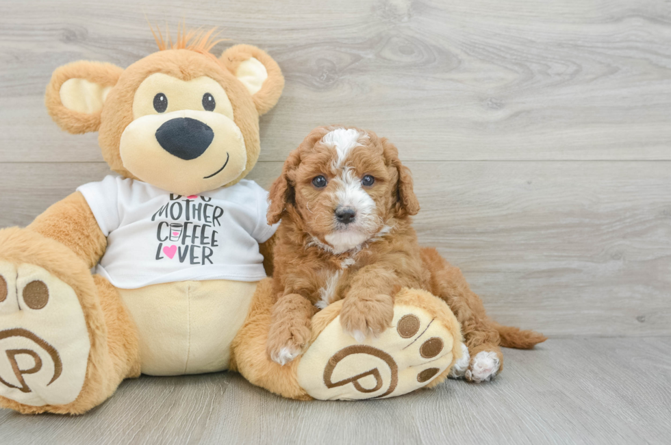 5 week old Mini Goldendoodle Puppy For Sale - Pilesgrove Pups