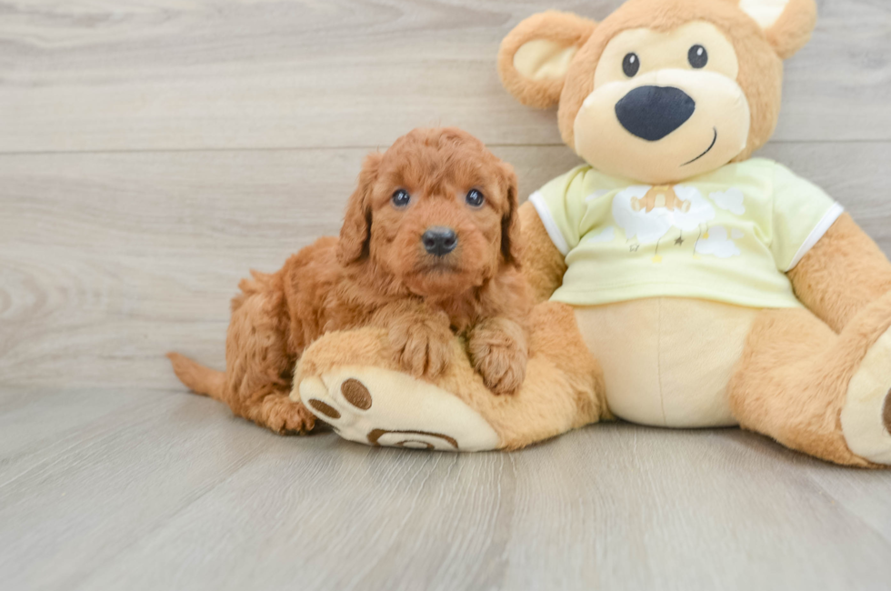 5 week old Mini Goldendoodle Puppy For Sale - Pilesgrove Pups