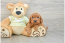 Mini Goldendoodle Pup Being Cute