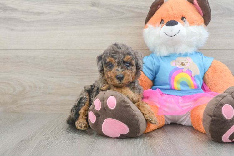Mini Goldendoodle Puppy for Adoption
