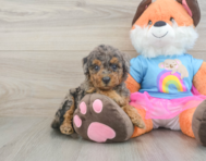 9 week old Mini Goldendoodle Puppy For Sale - Pilesgrove Pups