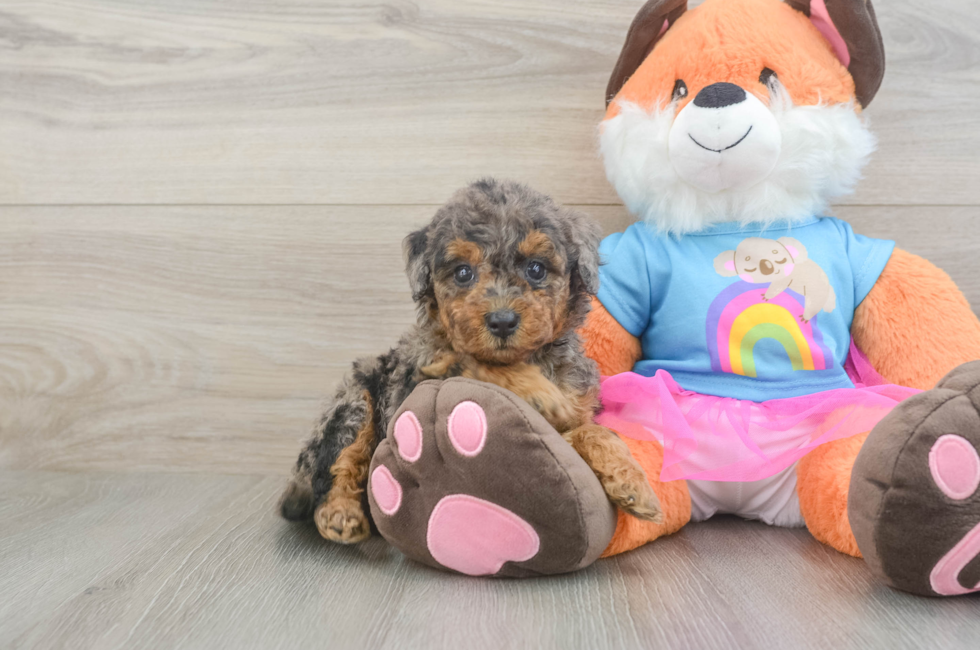 6 week old Mini Goldendoodle Puppy For Sale - Pilesgrove Pups