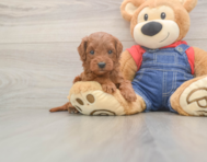 5 week old Mini Goldendoodle Puppy For Sale - Pilesgrove Pups