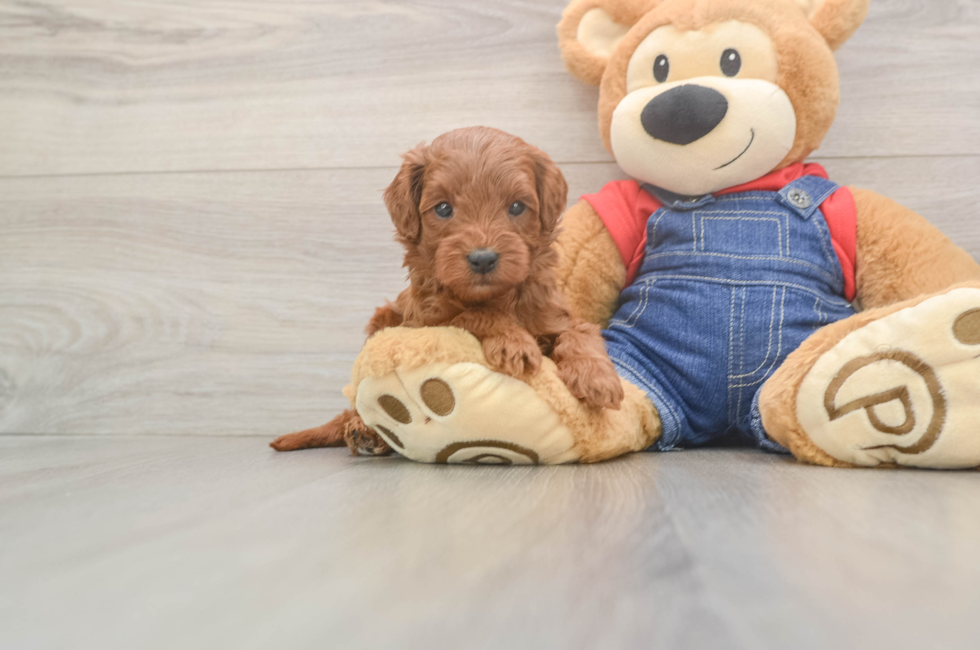 5 week old Mini Goldendoodle Puppy For Sale - Pilesgrove Pups