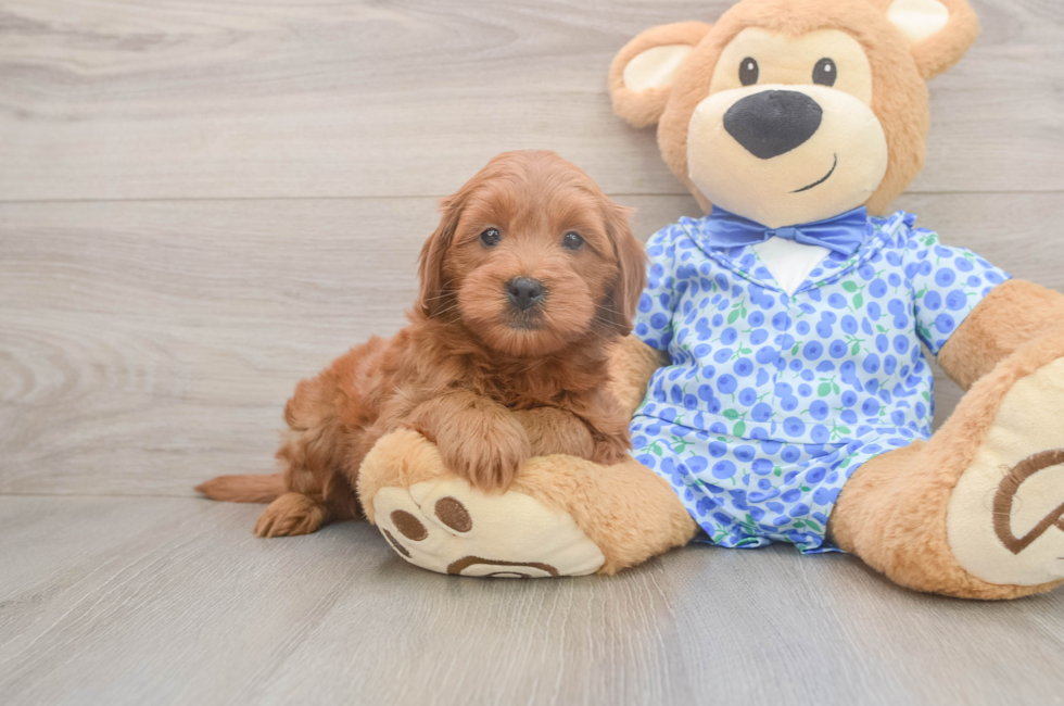 6 week old Mini Goldendoodle Puppy For Sale - Pilesgrove Pups