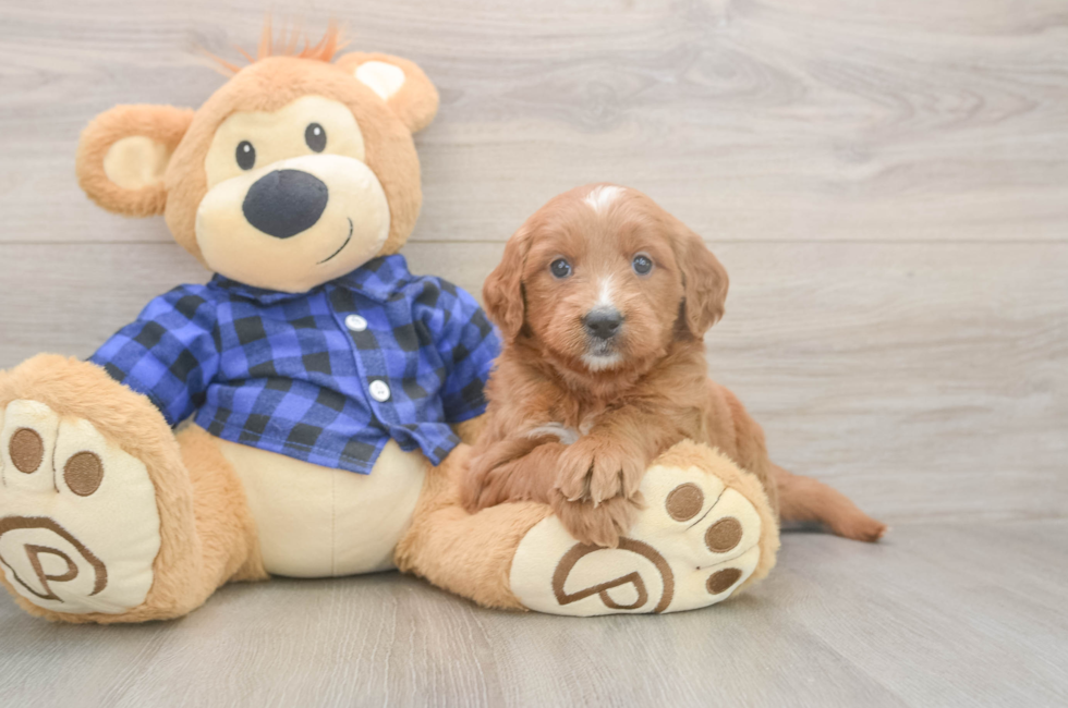 5 week old Mini Goldendoodle Puppy For Sale - Pilesgrove Pups