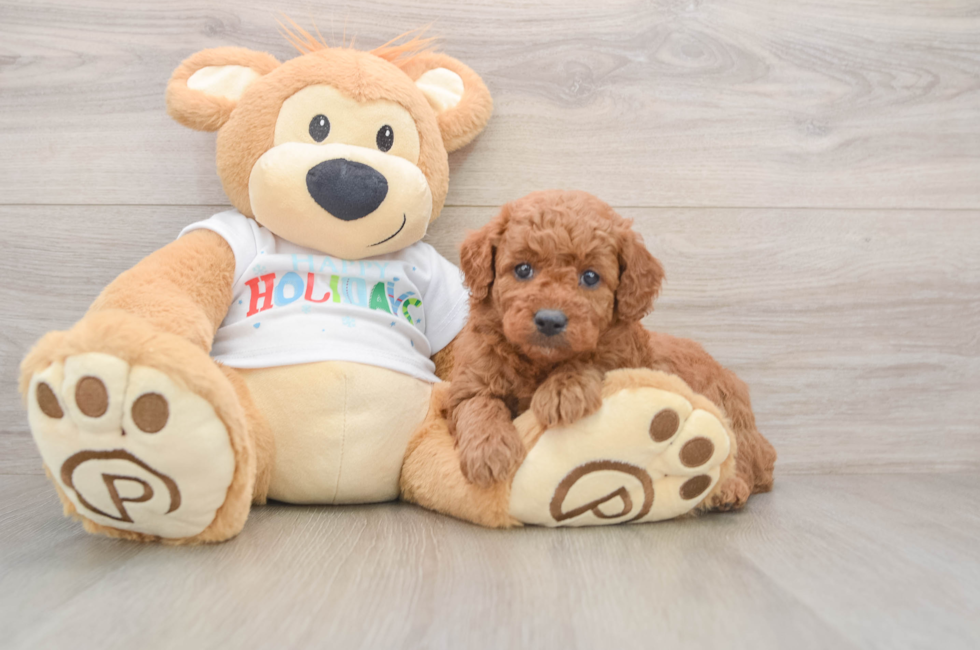 6 week old Mini Goldendoodle Puppy For Sale - Pilesgrove Pups