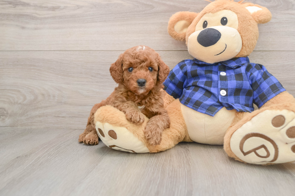 Energetic Golden Doodle Poodle Mix Puppy
