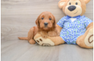 Mini Goldendoodle Pup Being Cute