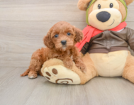 7 week old Mini Goldendoodle Puppy For Sale - Pilesgrove Pups