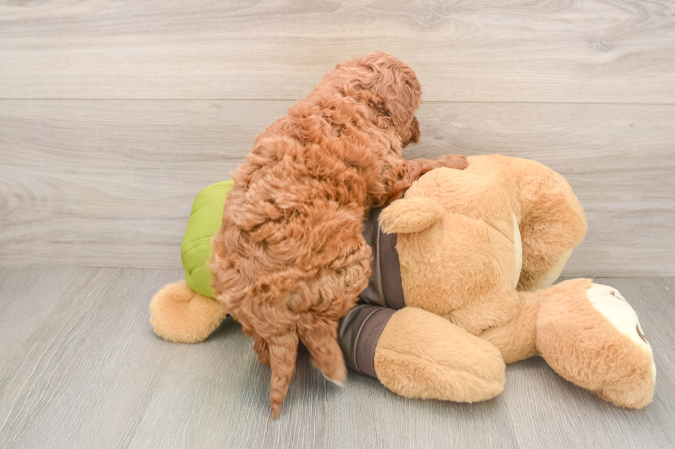 Mini Goldendoodle Puppy for Adoption