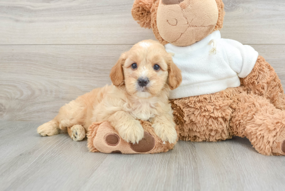 Sweet Mini Goldendoodle Baby