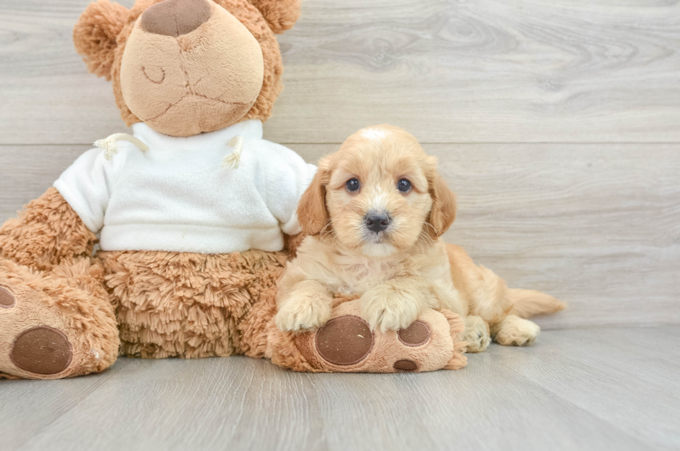 6 week old Mini Goldendoodle Puppy For Sale - Pilesgrove Pups