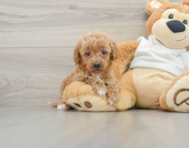 9 week old Mini Goldendoodle Puppy For Sale - Pilesgrove Pups