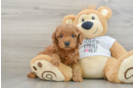 Mini Goldendoodle Puppy for Adoption