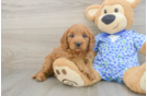 Hypoallergenic Mini Goldiepoo Poodle Mix Puppy