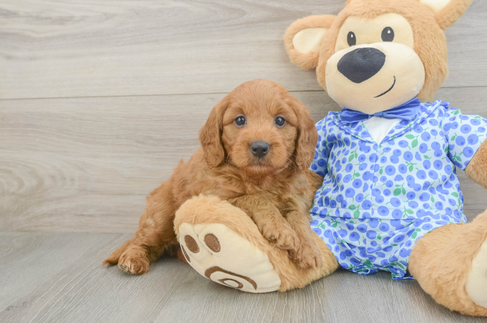 5 week old Mini Goldendoodle Puppy For Sale - Pilesgrove Pups
