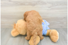 Fluffy Mini Goldendoodle Poodle Mix Pup