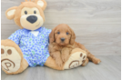 Cute Mini Goldendoodle Baby