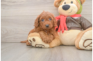 Mini Goldendoodle Puppy for Adoption
