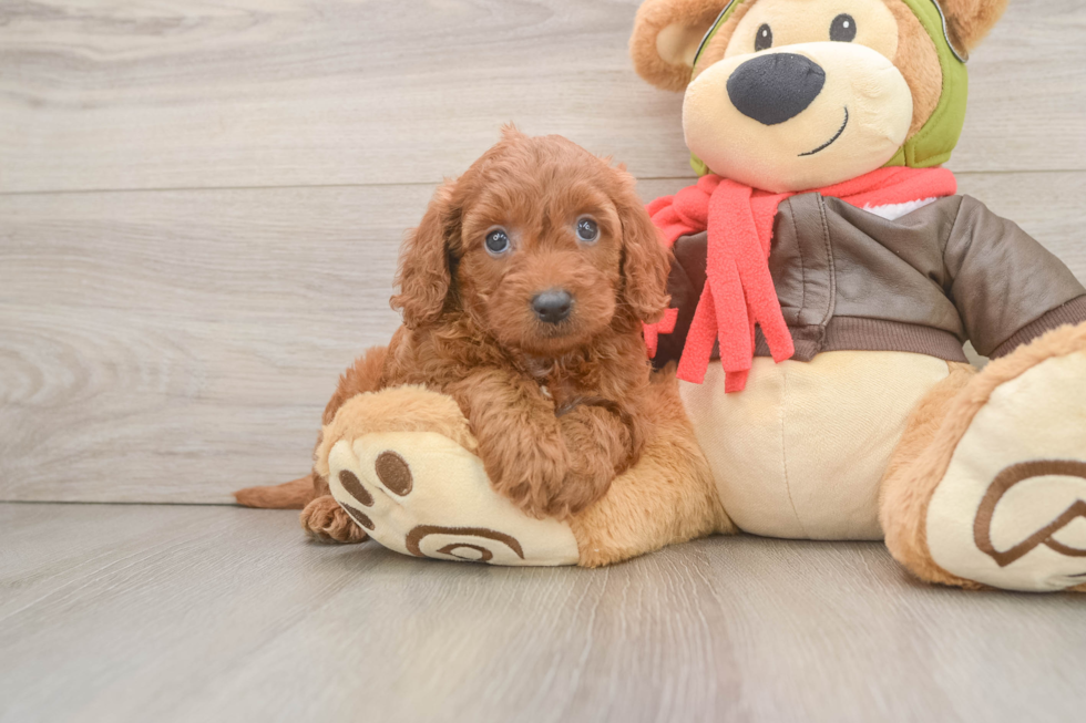 Mini Goldendoodle Puppy for Adoption