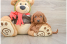 Mini Goldendoodle Pup Being Cute