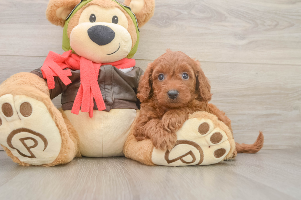 Mini Goldendoodle Pup Being Cute