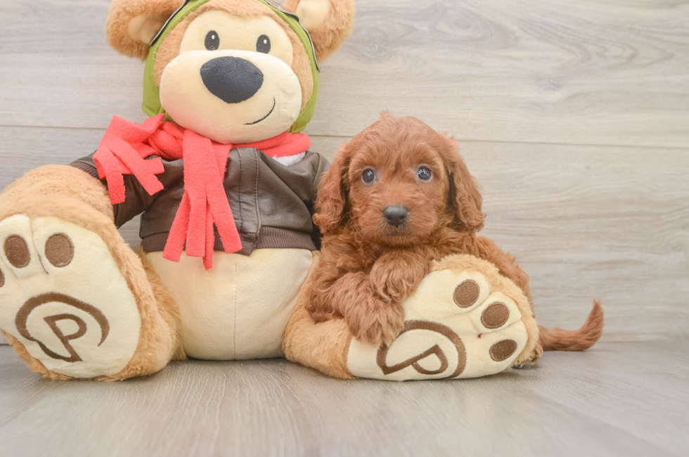 5 week old Mini Goldendoodle Puppy For Sale - Pilesgrove Pups