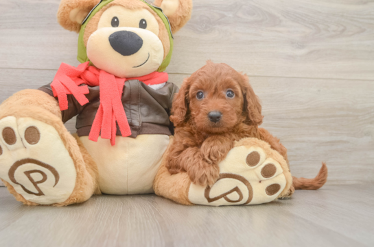 Mini Goldendoodle Pup Being Cute